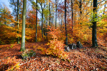 Natural forest in autumn, fall