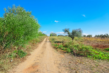 Fototapeta na wymiar dirt road in the countryside