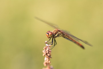 Japanese Autumn darter (Sympetrum frequens) in Japan