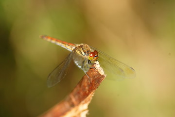 Japanese Autumn darter (Sympetrum frequens) in Japan
