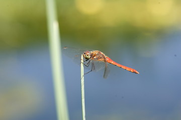 Japanese Autumn darter (Sympetrum frequens) in Japan