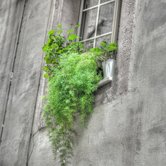 green plants in an old window sil