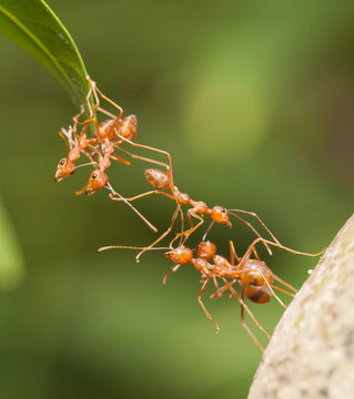 Ant bridge unity