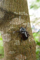 Female siamese rhinoceros beetle on a tree