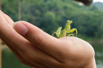 Green mantis on a hand, looking at camera