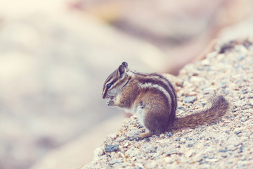 Chipmunk