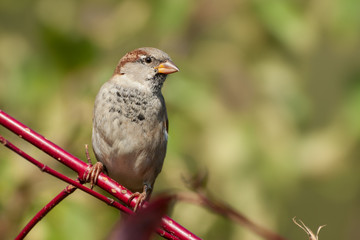 Haussperling