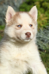 Obraz premium Beautiful puppy of siberian husky in the garden