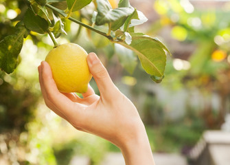 female hand breaks a lemon from tree branch - Powered by Adobe