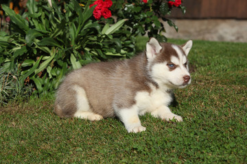 Amazing siberian husky lying in front of red flowers