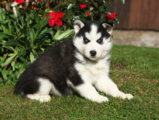 Beautiful puppy of siberian husky in the garden