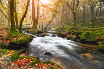 Misty Autumn Woods