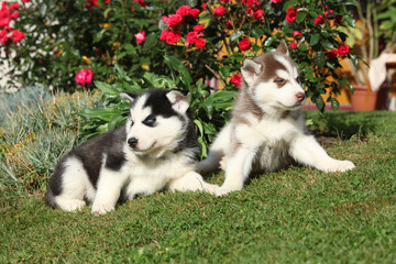 Fototapeta na wymiar Two puppies of siberian husky lying in front of flowers