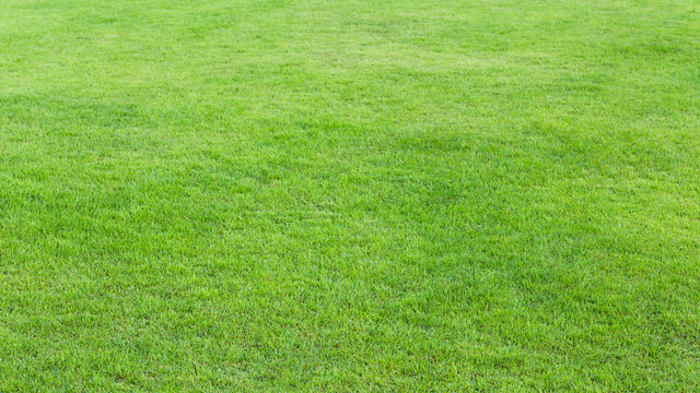 Green grass field background © littlestocker