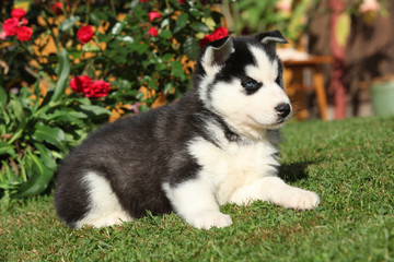Amazing siberian husky lying in front of red flowers