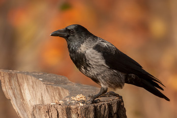 Krähenportrait