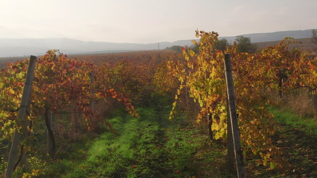 Scenic valley vineyards in fall near Inkerman pan shot