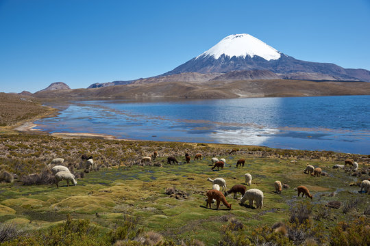 Parinacota Volcano