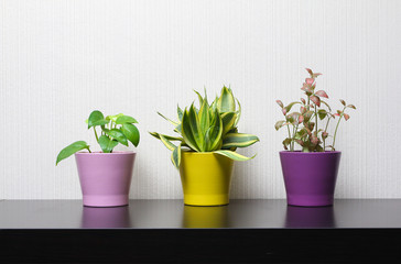 Indoor ornamental plants in colorful pots