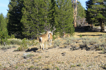 Mule Deer at Tuolumne meadows