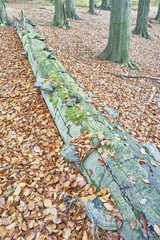 Autumn forest