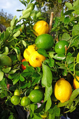 Lemon tree