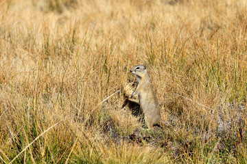 Chien de prairie à Tuolumne meadows