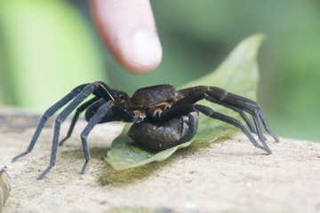 Tarantula spider protecting bag of eggs