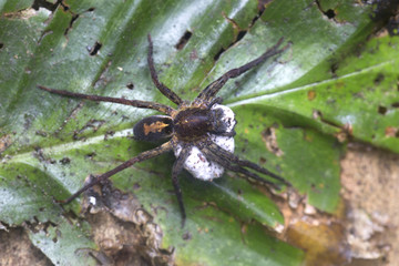 Tarantula spider protecting bag of eggs