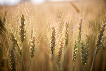 Fototapeta premium Barley Fields