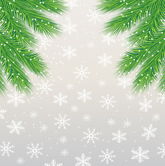 festive background with the green branches of christmas tree