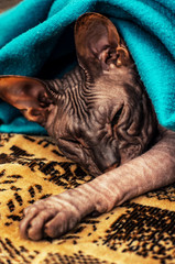 sleepy kitten Sphynx under a warm blanket
