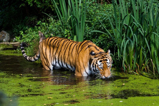 Tiger in Water.