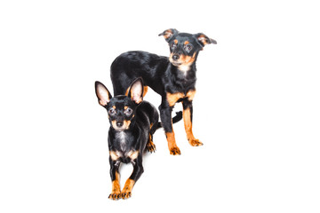 pedigree dog in studio on isolated white