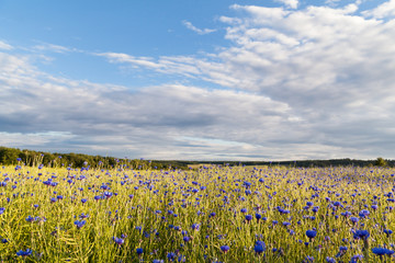 Kornfeld mit blauen Kornblumen