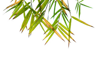 bamboo leaves
