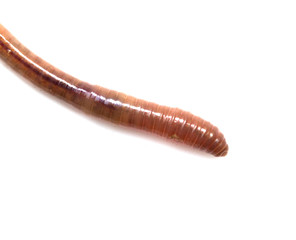 earthworms on a white background. Macro