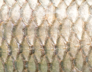 pattern of fish scales