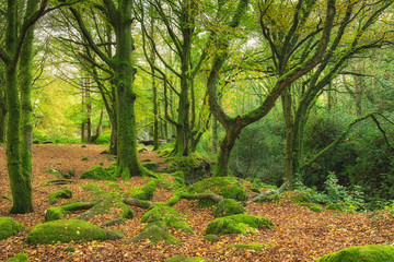 Fototapeta na wymiar Green Mossy woods