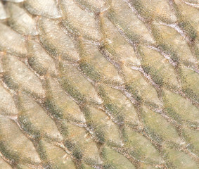 pattern of fish scales