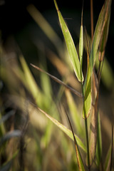 Reflet du soleil et transparence dans des herbes