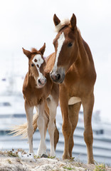 Family Portrait