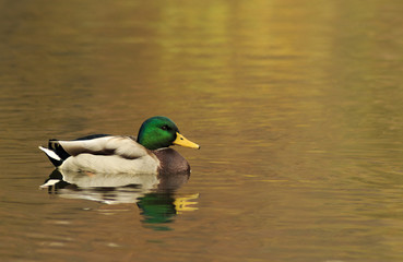 Male duck swimming