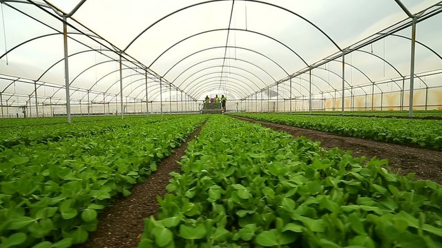 Raccolta in Serra Azienda Agricola