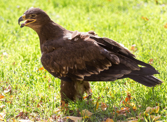 Fototapeta premium eagle portrait on nature