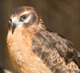 Portrait hawk on nature