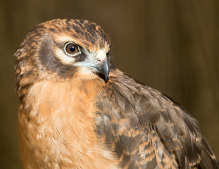 Portrait hawk on nature