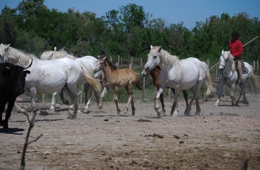 Naklejka premium Gardian en Camargue.