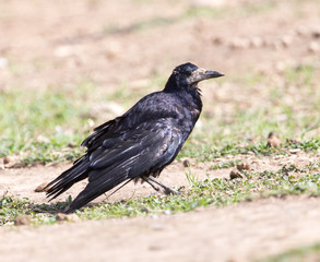Fototapeta premium black raven on nature