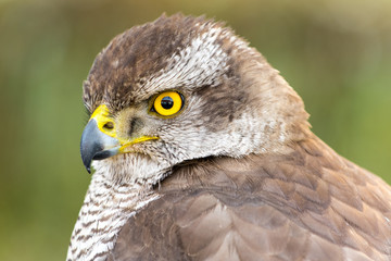 Falcon close up